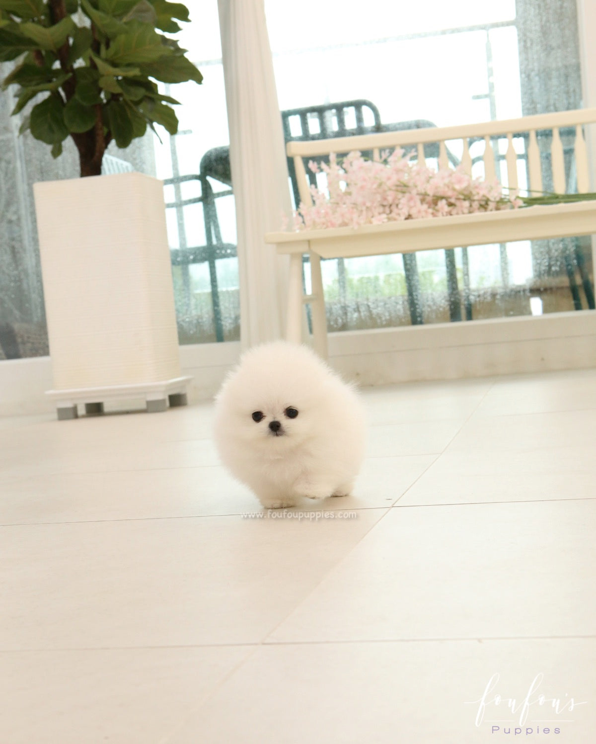 Milk - Pomeranian M.