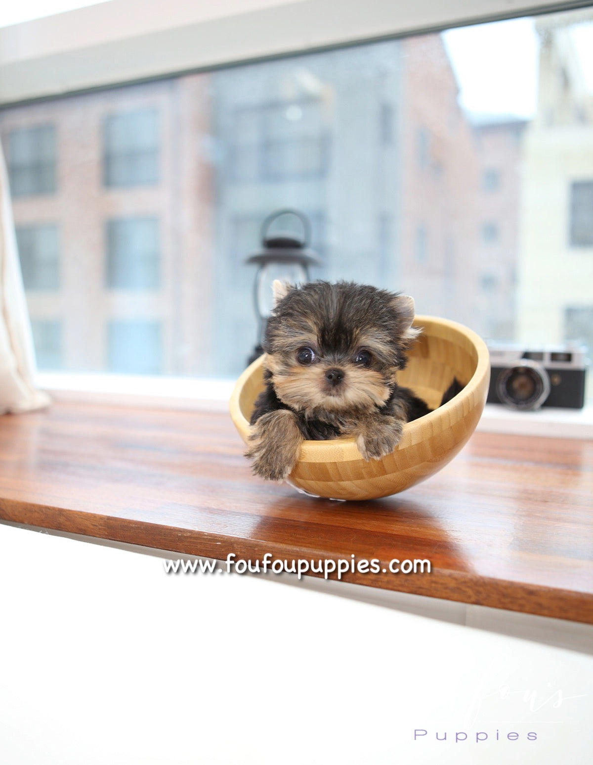 Sushi - Yorkshire Terrier M.