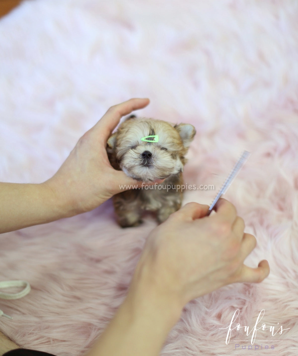 Stewie - Morkie M.