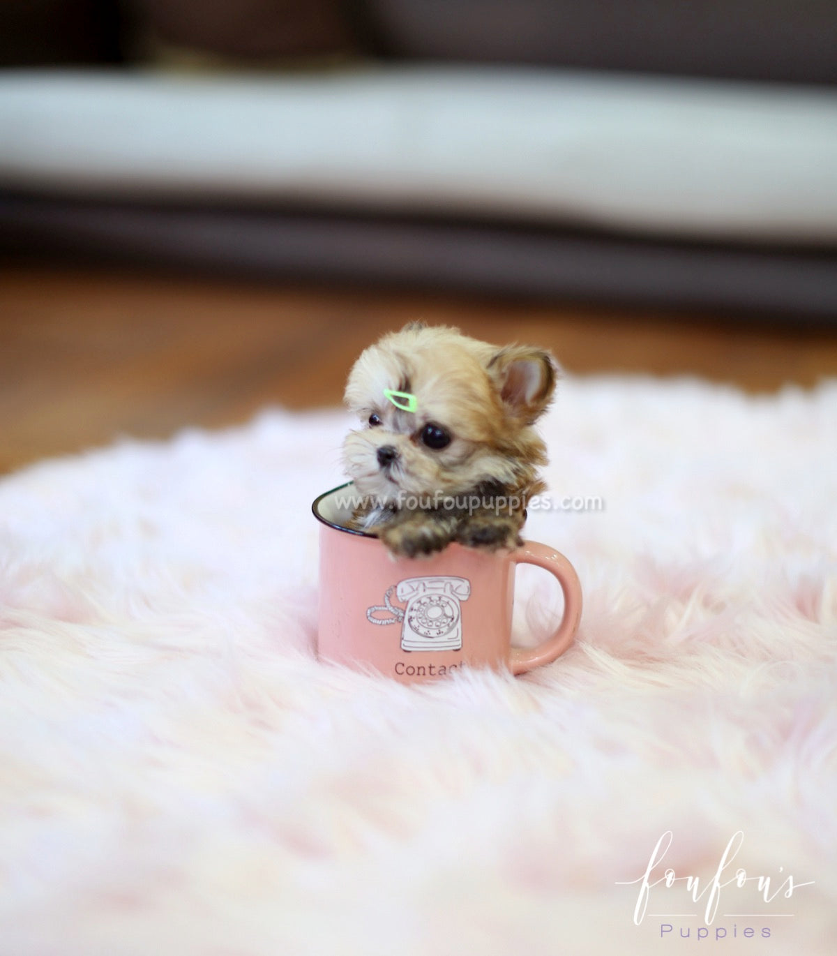 Stewie - Morkie M.