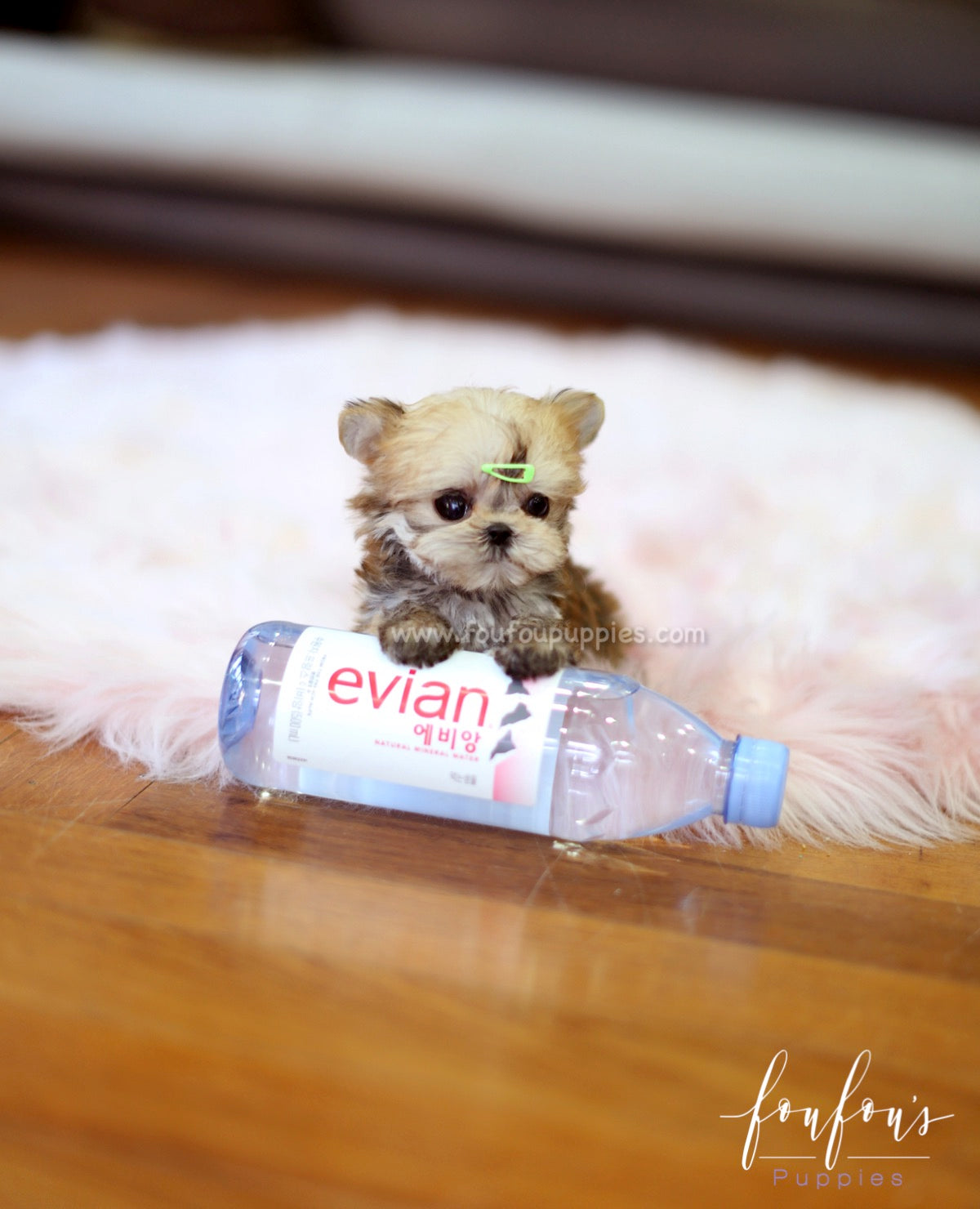 Stewie - Morkie M.