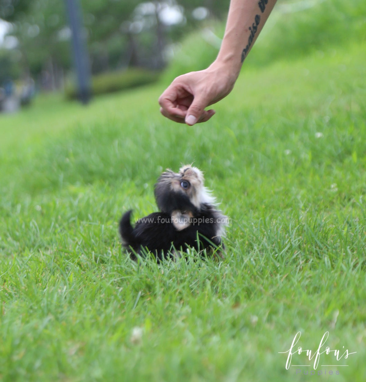 Stewart - Morkie M.