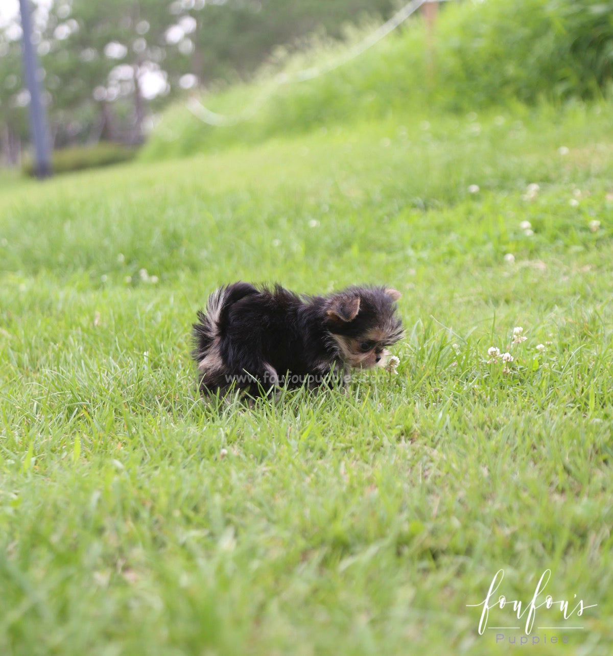 Stewart - Morkie M.