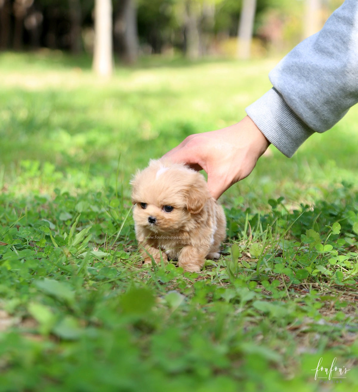 Roku - Maltipoo M.