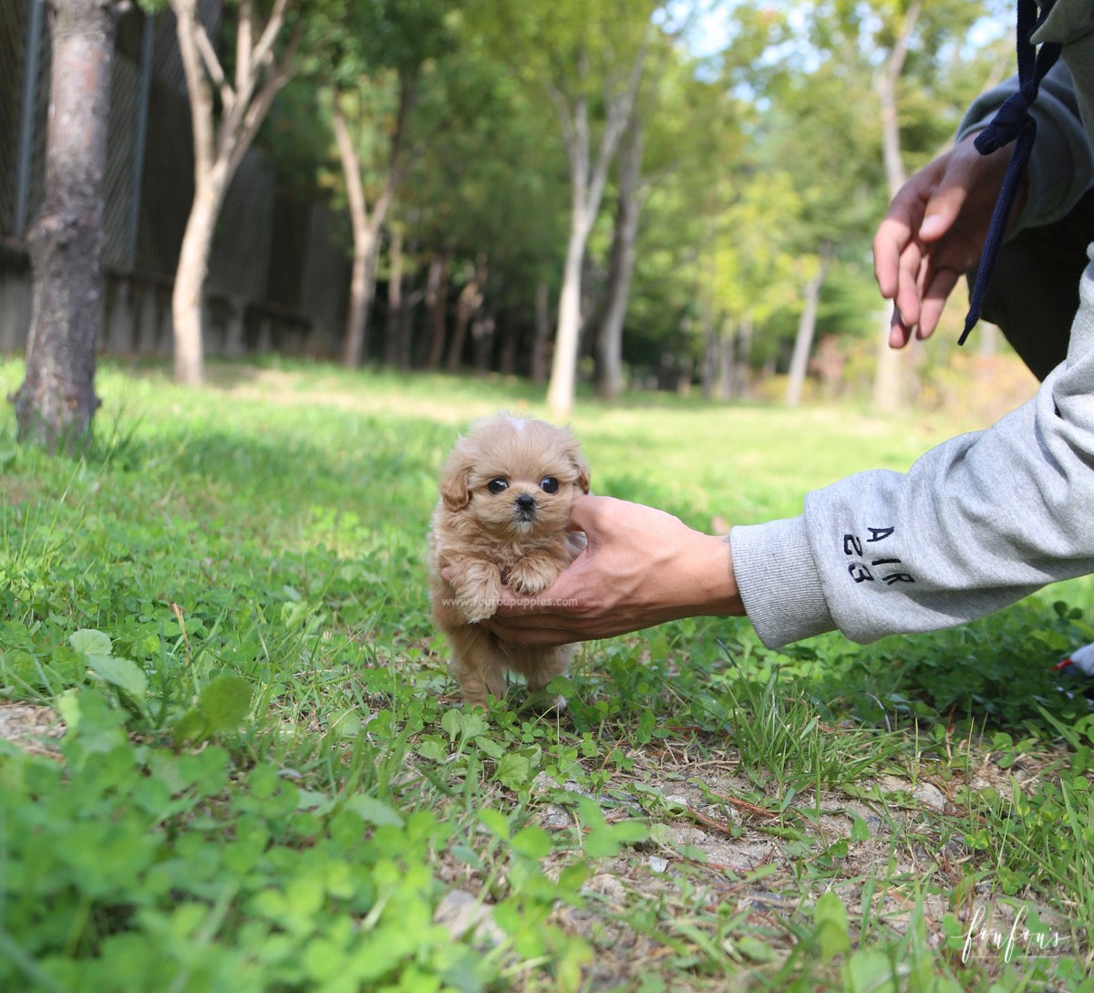Roku - Maltipoo M.
