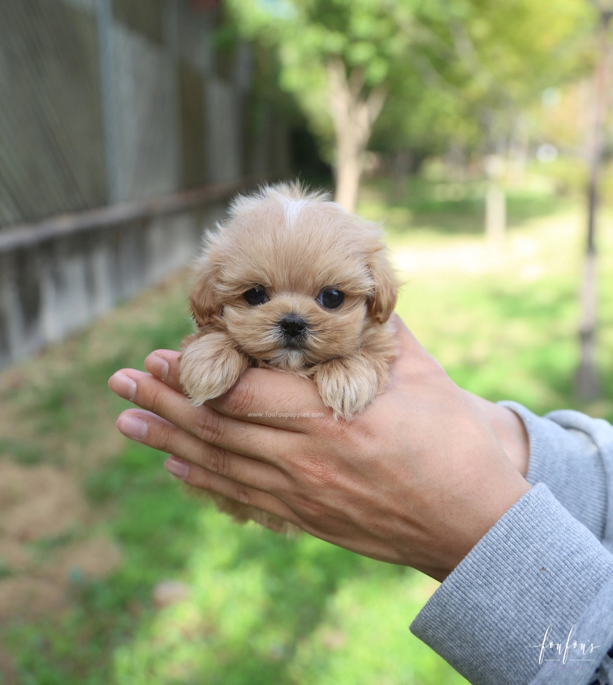 Roku - Maltipoo M.