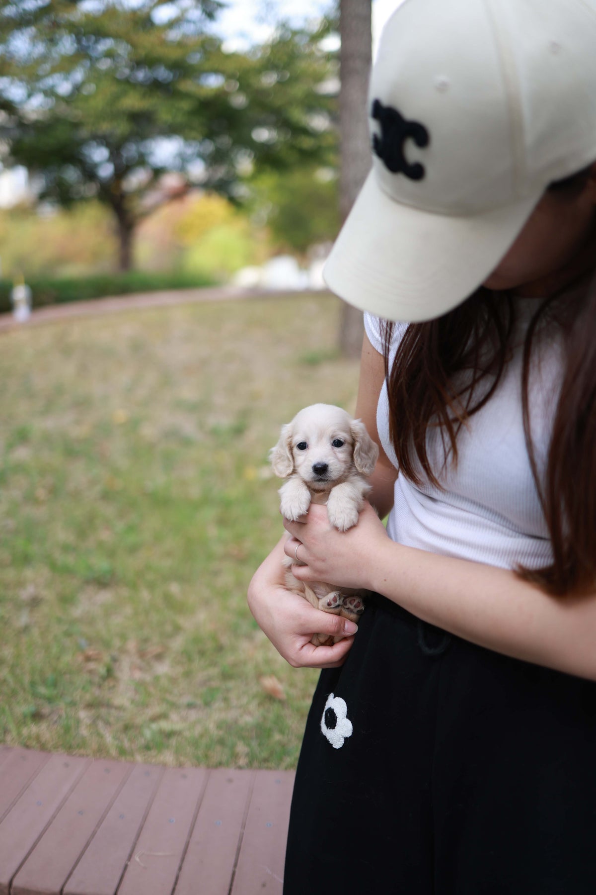 Winnie - Dachshund F.