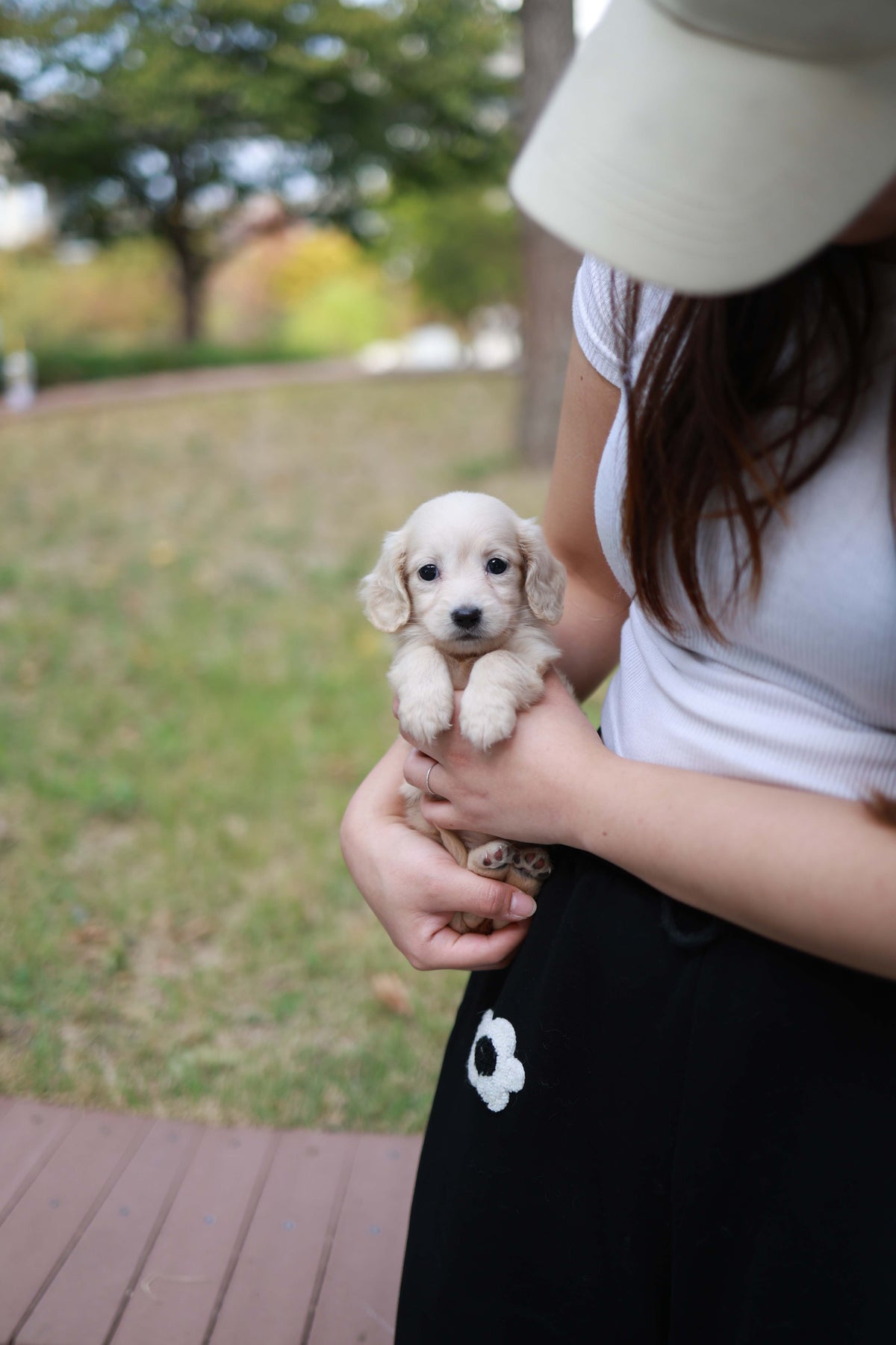 Winnie - Dachshund F.
