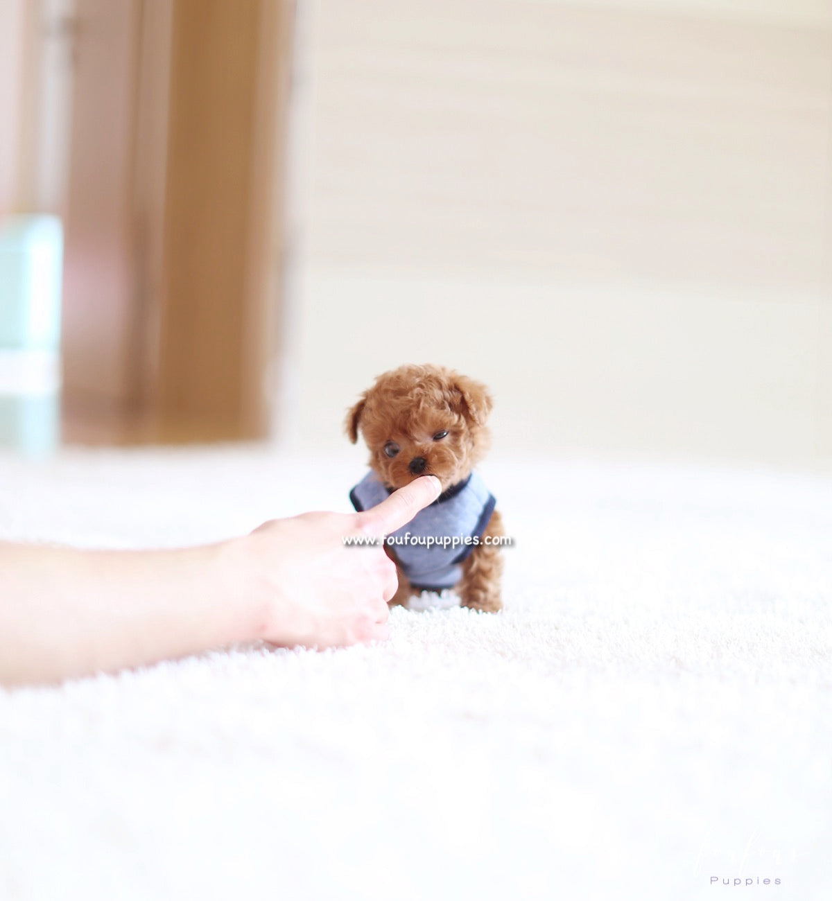 Pooh - Poodle M.