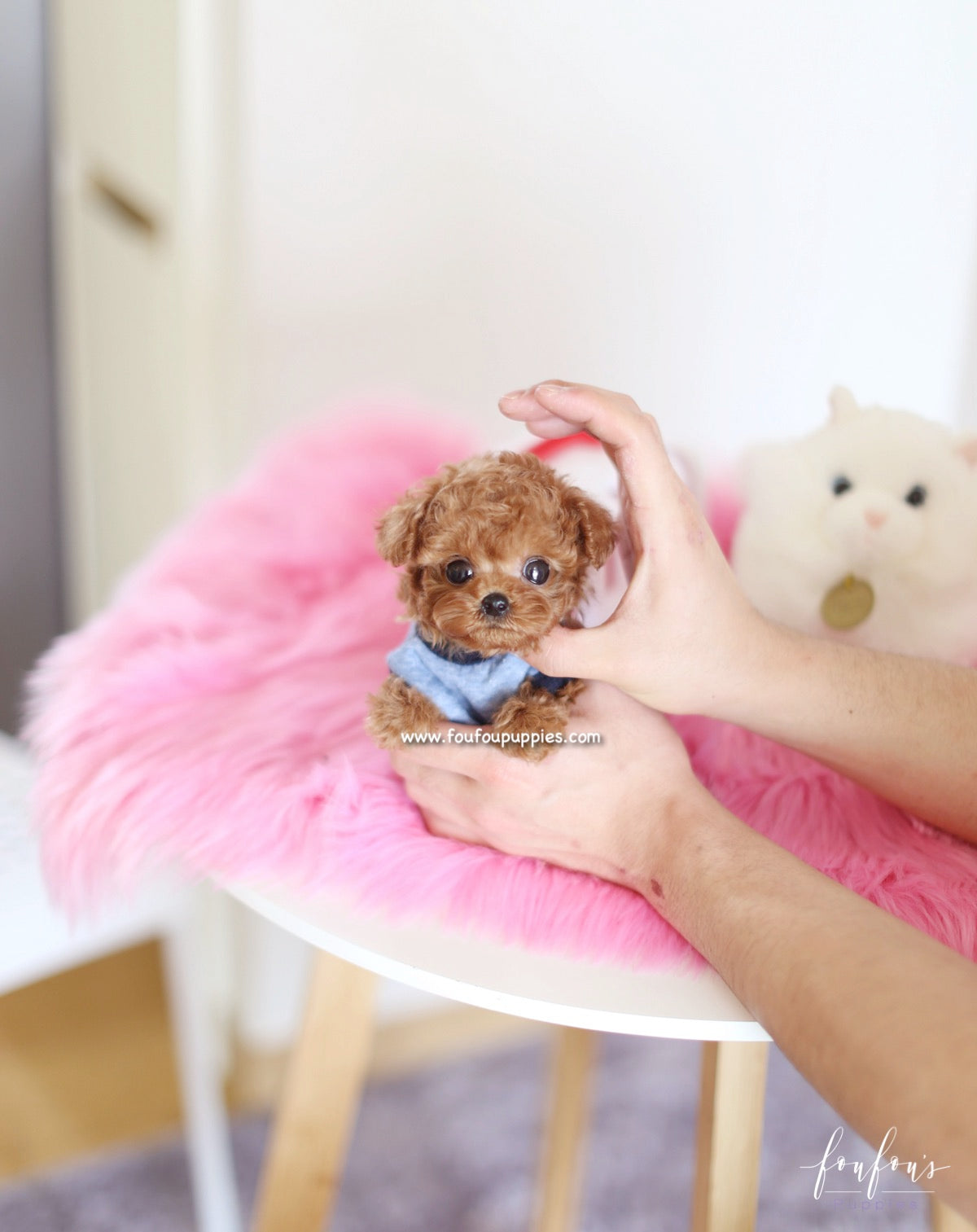Pooh - Poodle M.