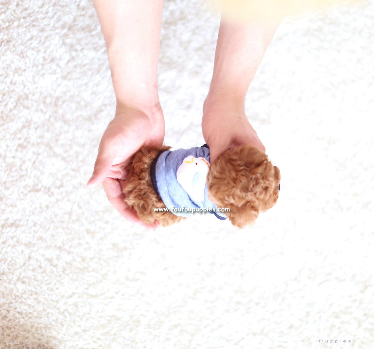 Pooh - Poodle M.