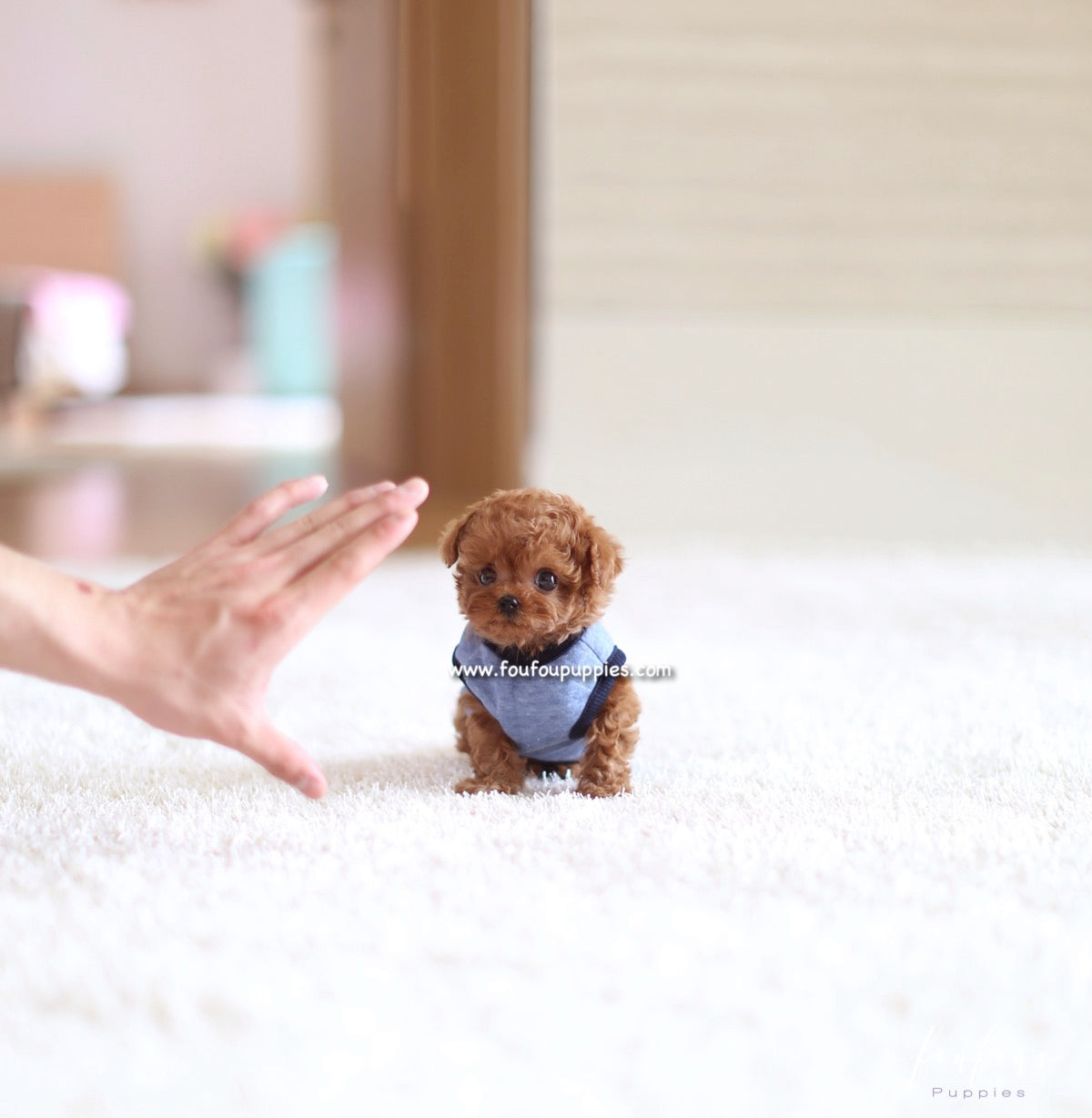 Pooh - Poodle M.