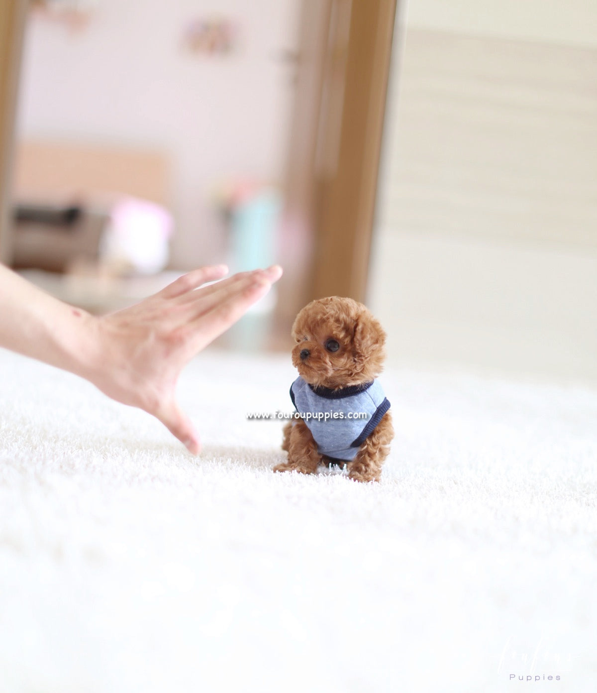Pooh - Poodle M.