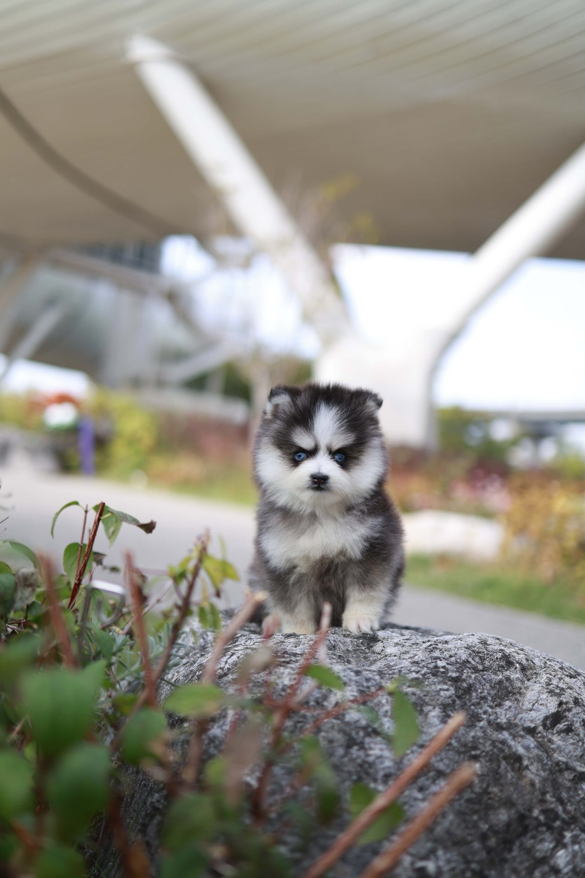 DaVinci - Pomsky M.