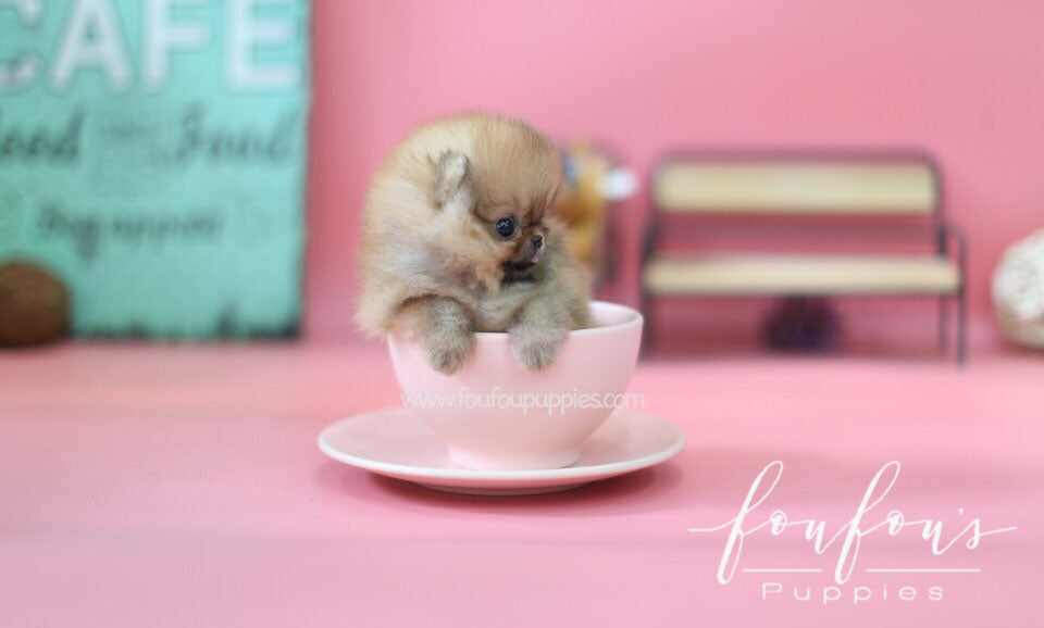 Nina-Pomeranian F.