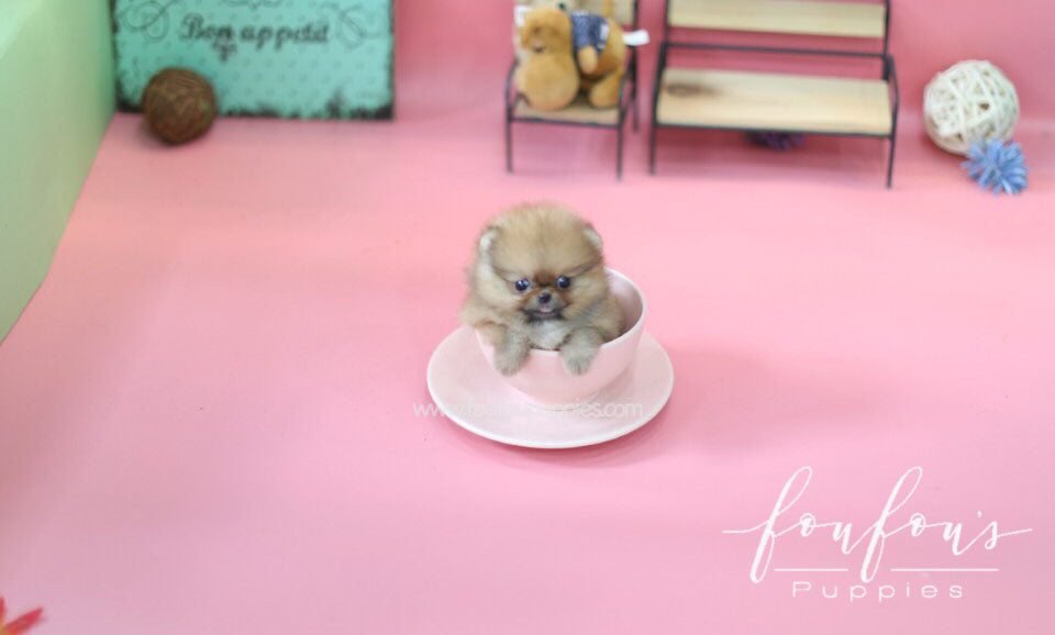 Nina-Pomeranian F.