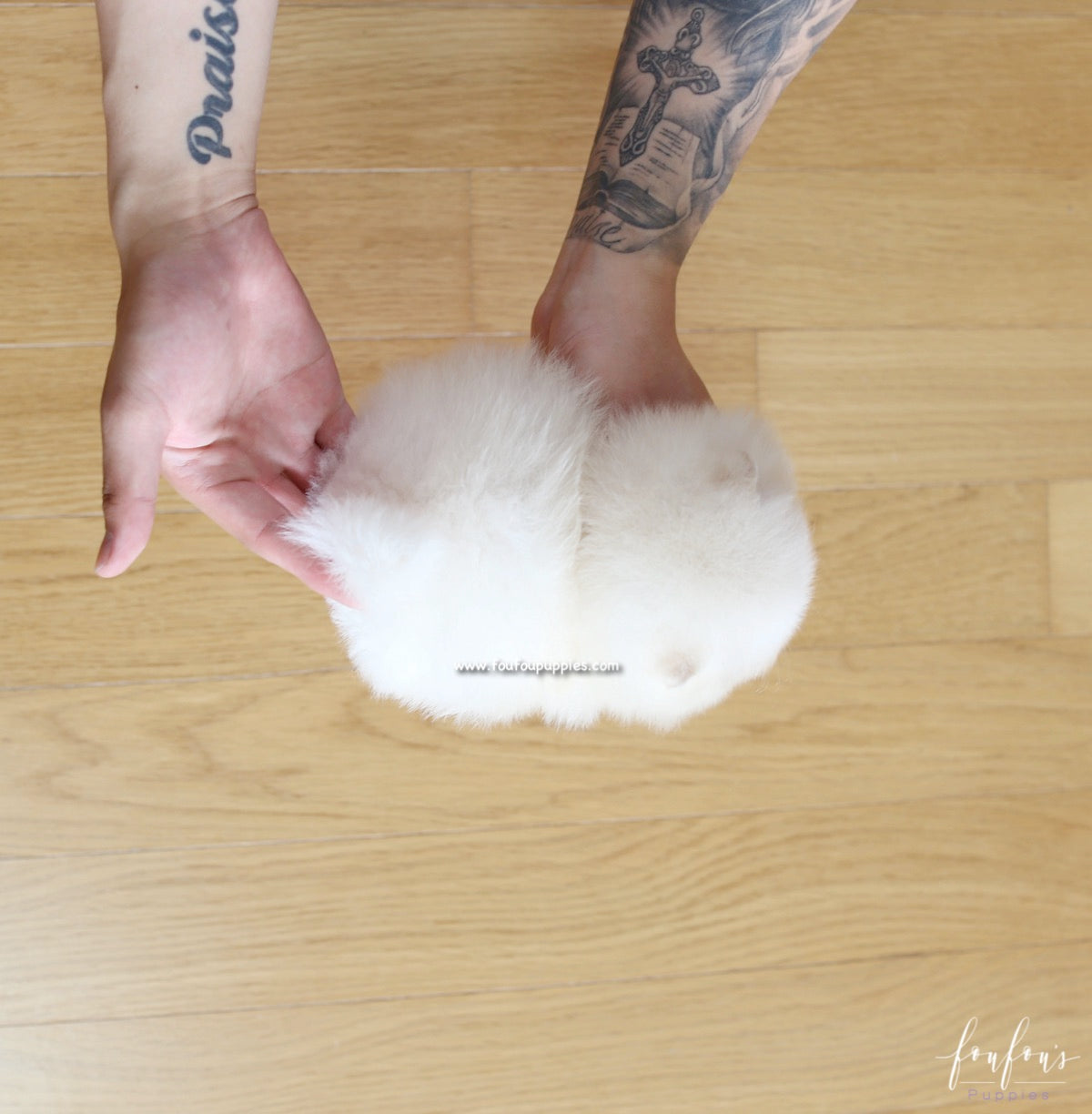Ken - Pomeranian M.