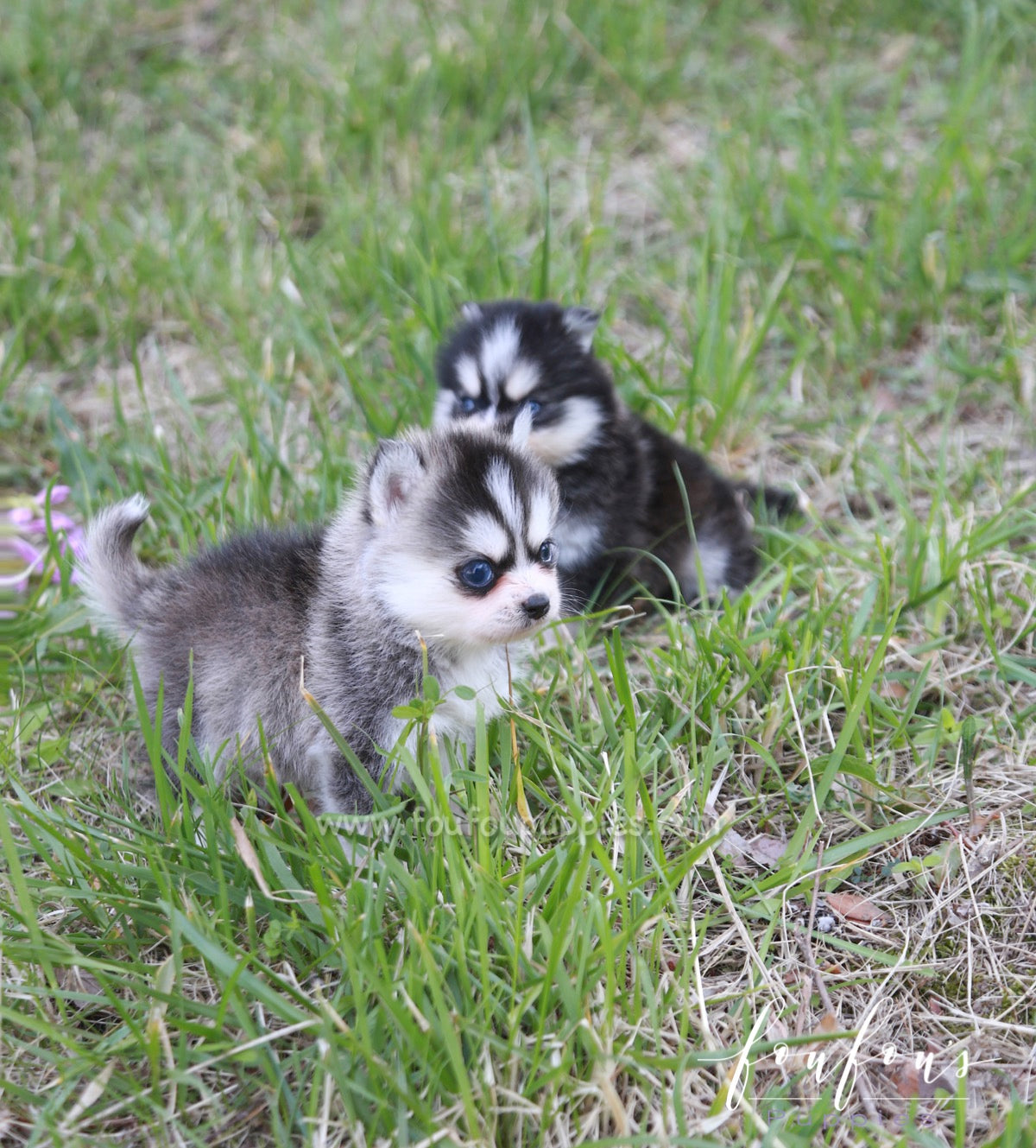 Pomsky Male