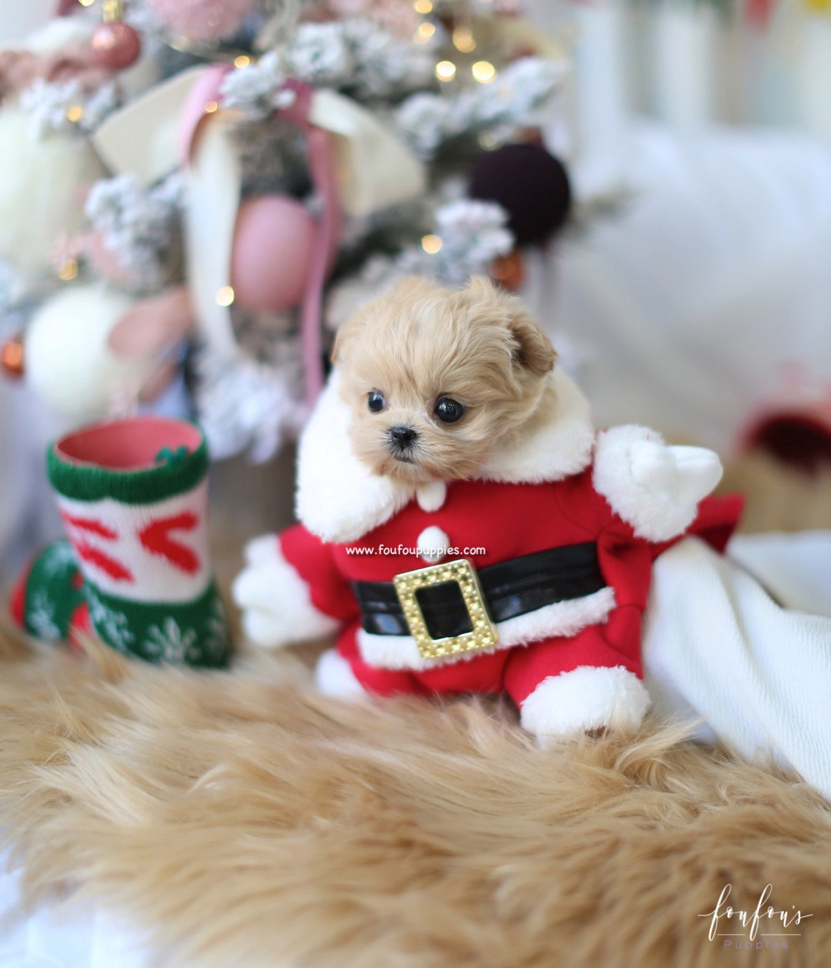 Leia - Maltipoo F.