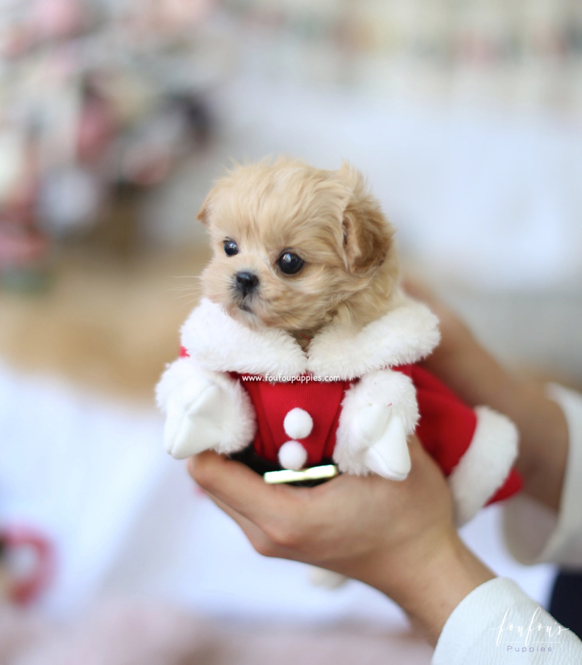 Leia - Maltipoo F.