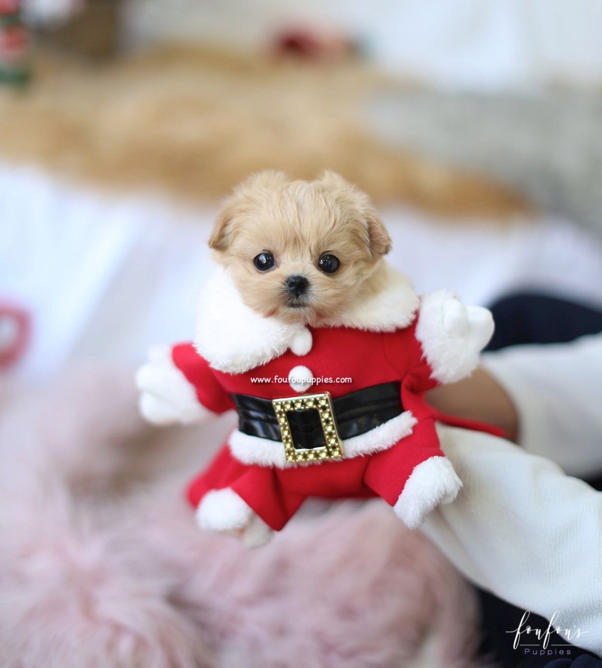 Leia - Maltipoo F.