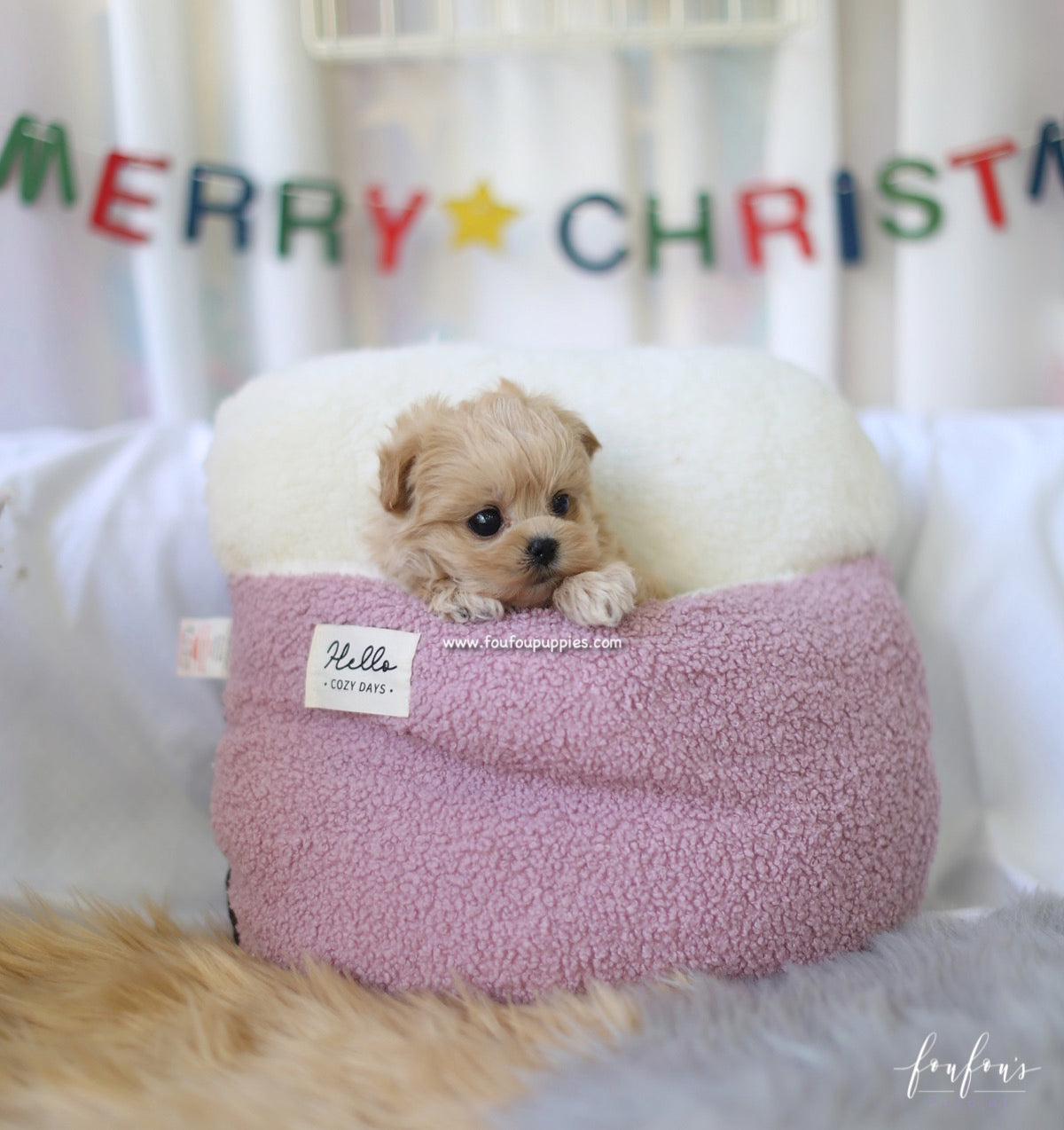 Leia - Maltipoo F.
