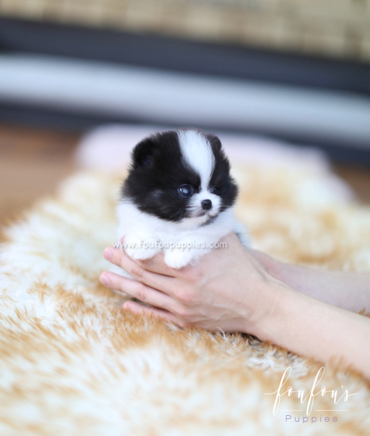 Sosa - Pomeranian M.