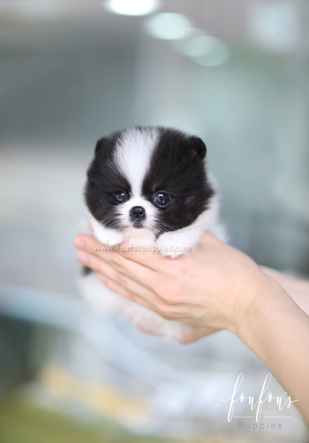 Sosa - Pomeranian M.