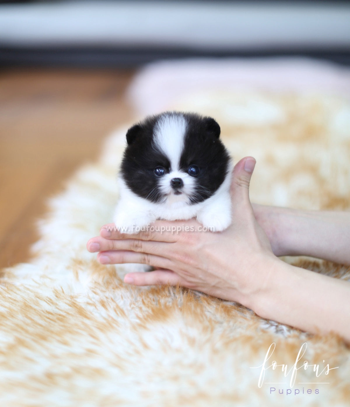 Sosa - Pomeranian M.