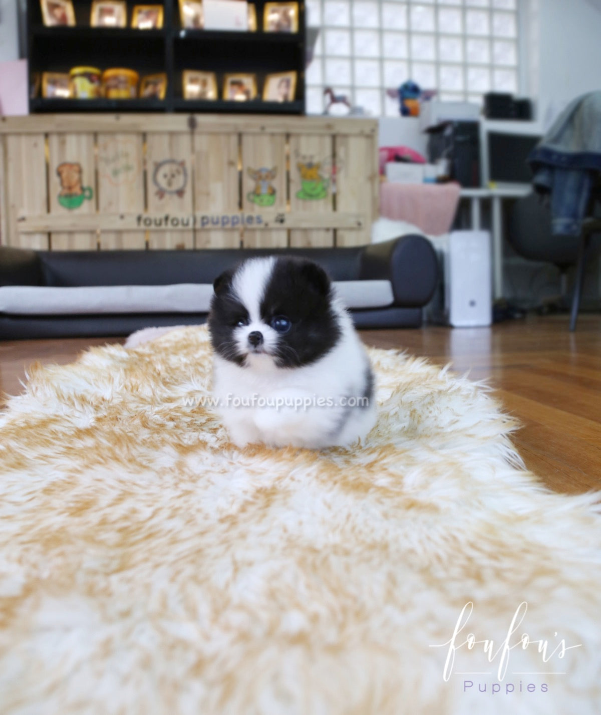 Sosa - Pomeranian M.