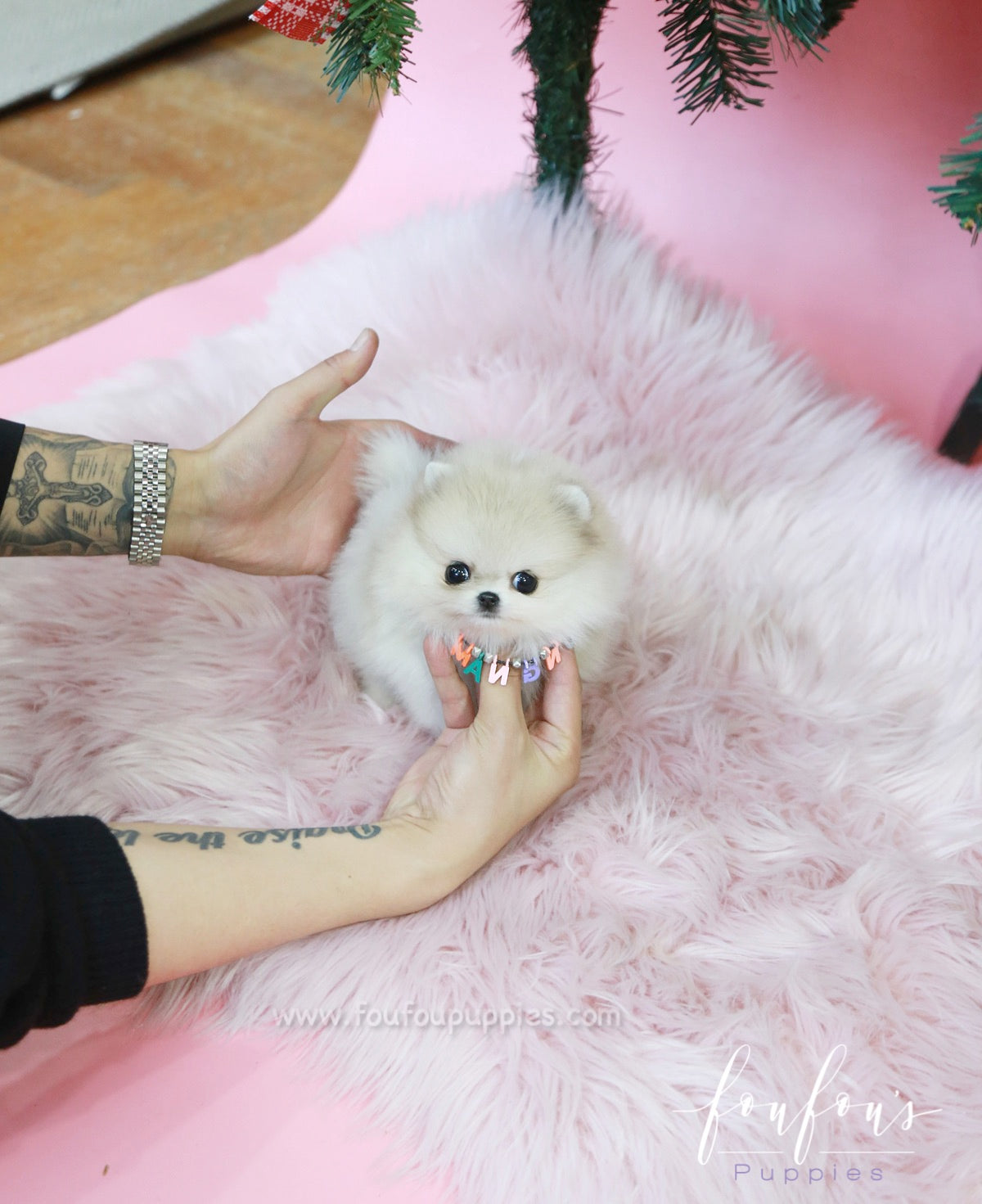 Fuzz - Pomeranian M.