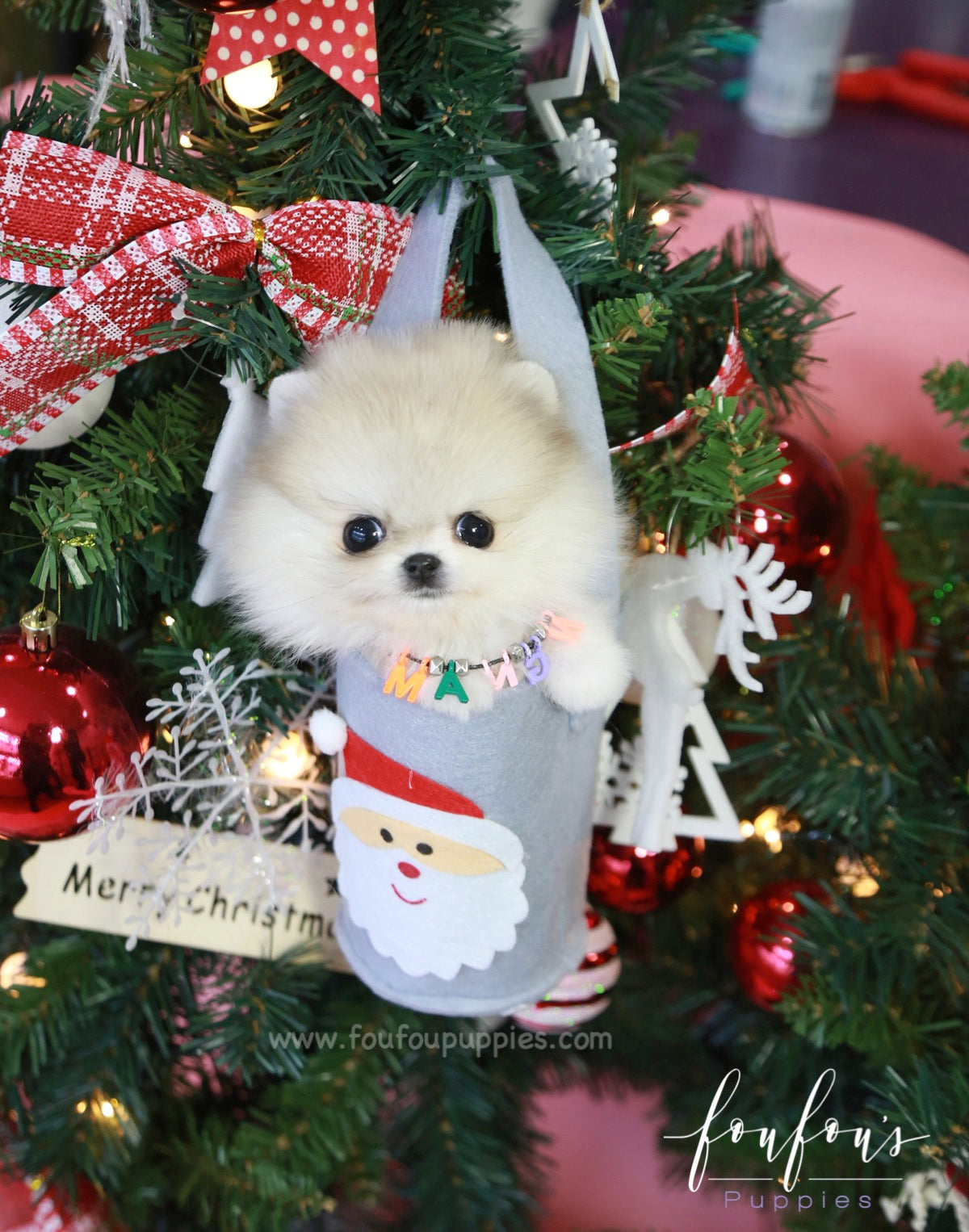 Fuzz - Pomeranian M.
