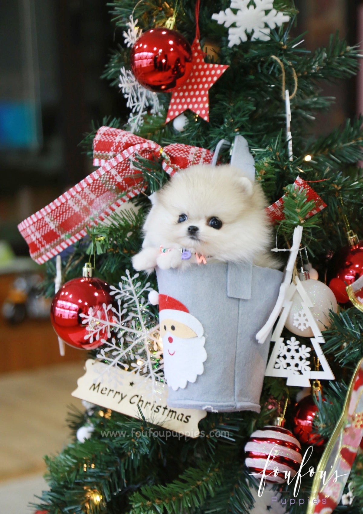Fuzz - Pomeranian M.