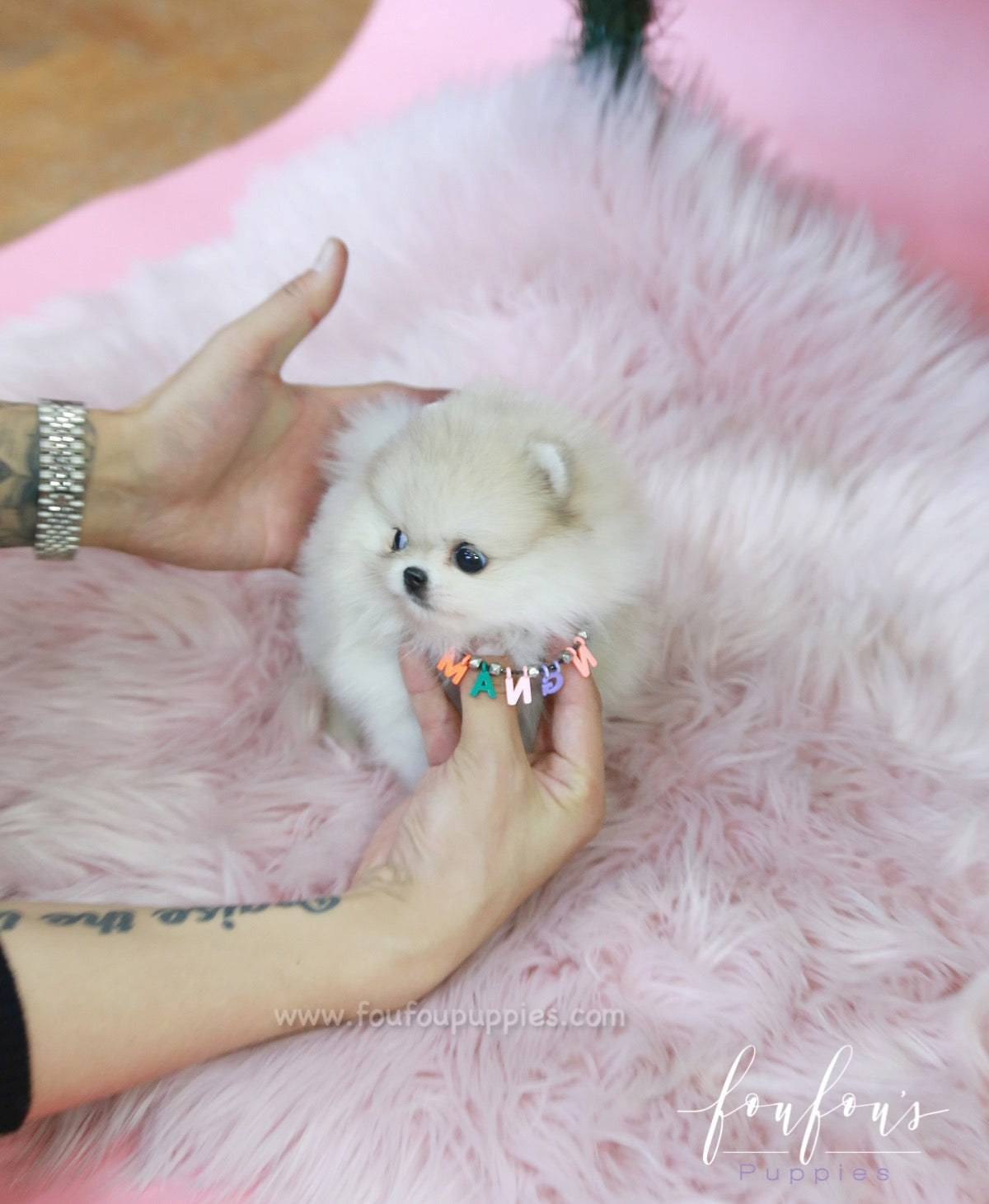 Fuzz - Pomeranian M.
