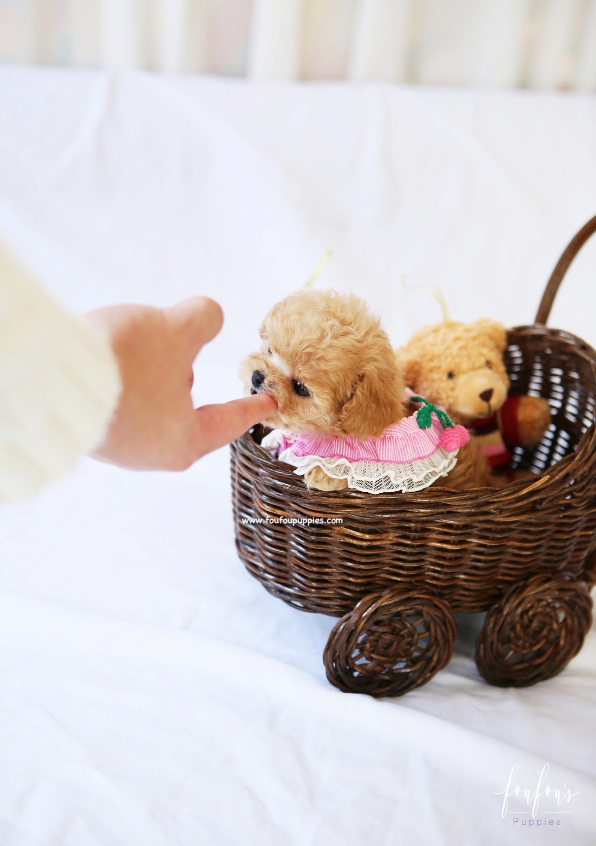 Lumi - Maltipoo F.
