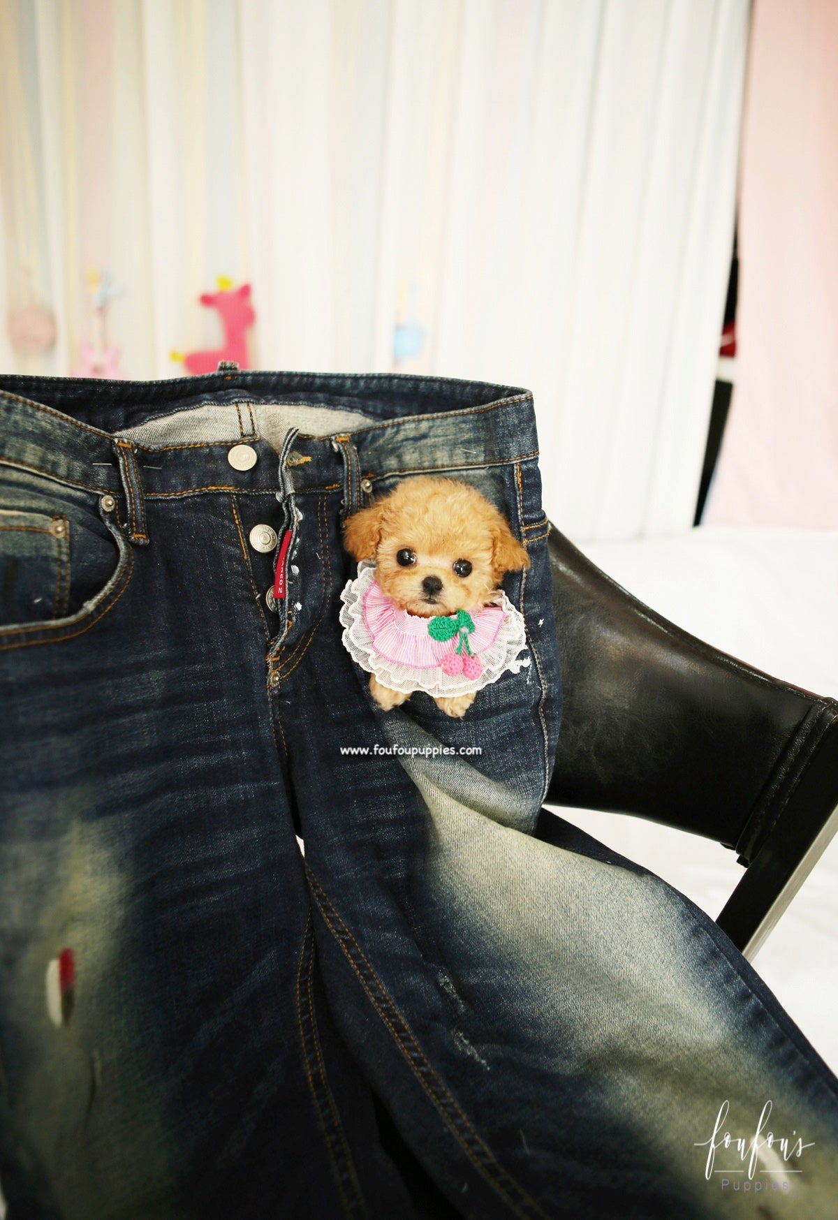 Lumi - Maltipoo F.