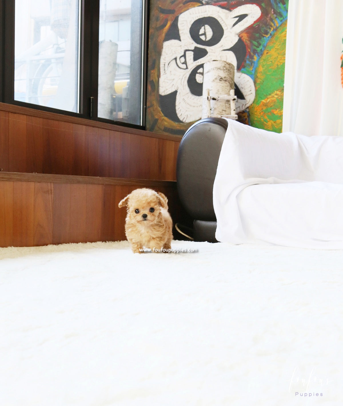 Lumi - Maltipoo F.