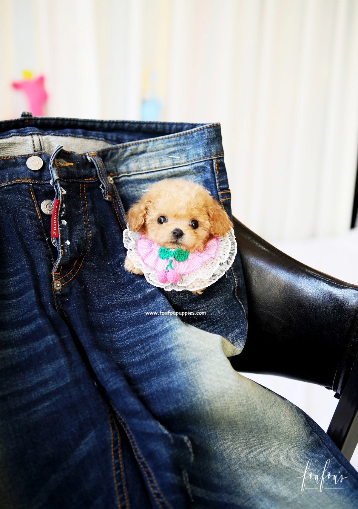 Lumi - Maltipoo F.
