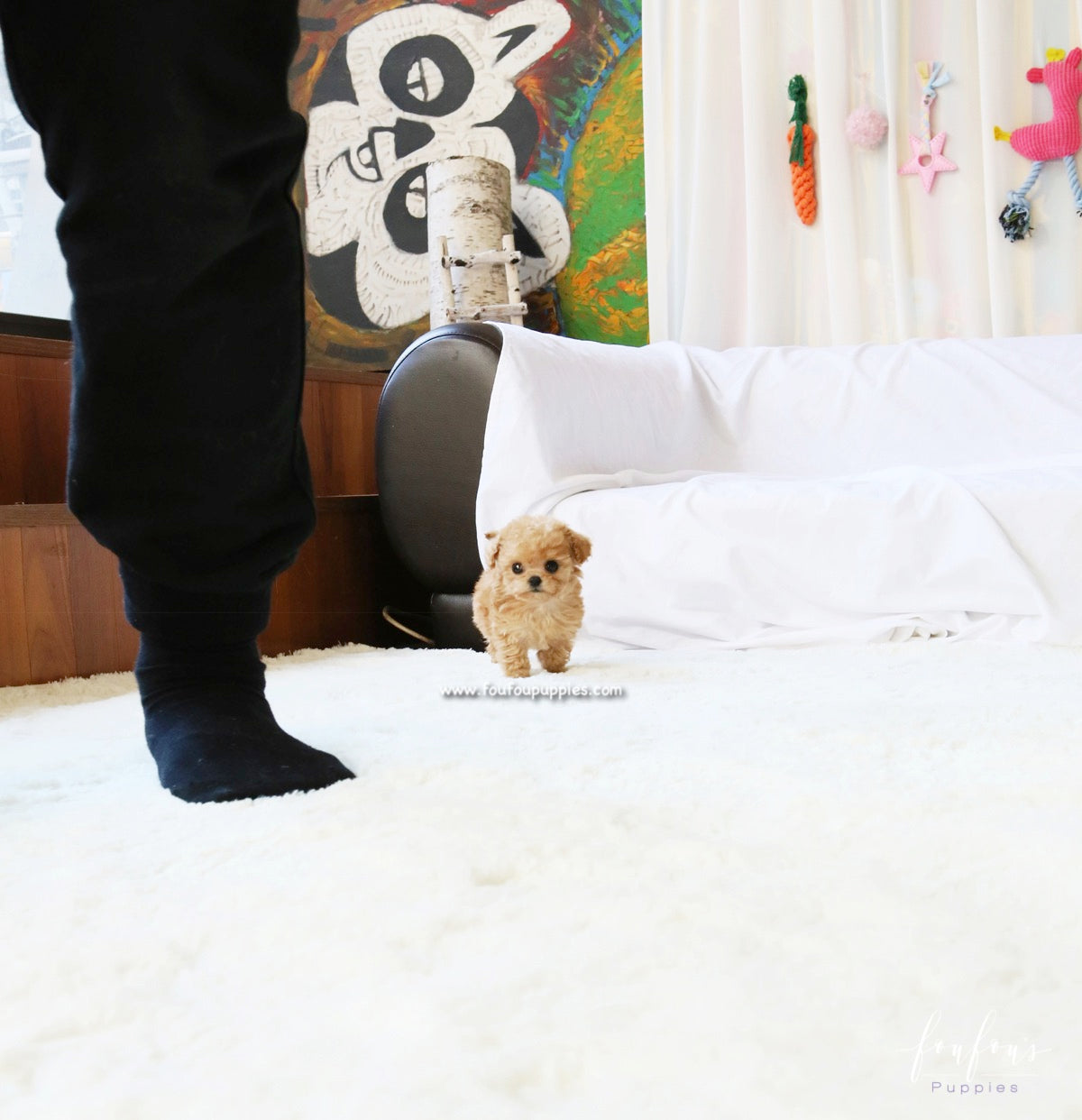 Lumi - Maltipoo F.