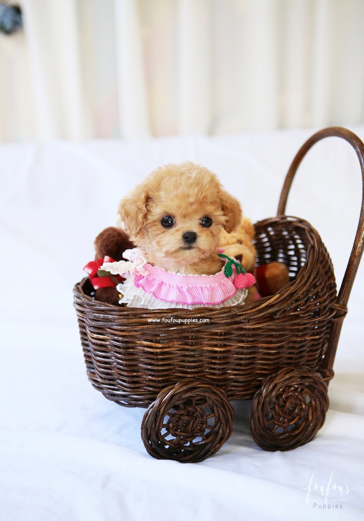 Lumi - Maltipoo F.