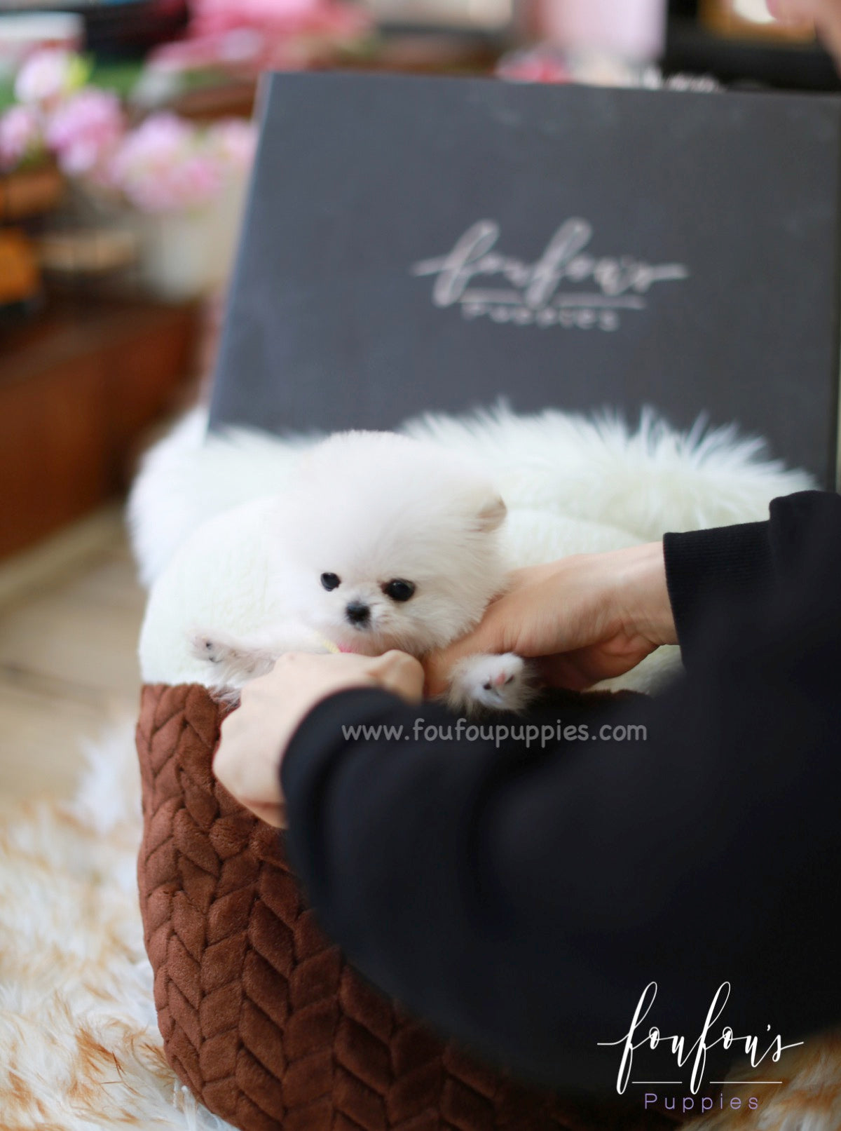 Casper - Pomeranian M.