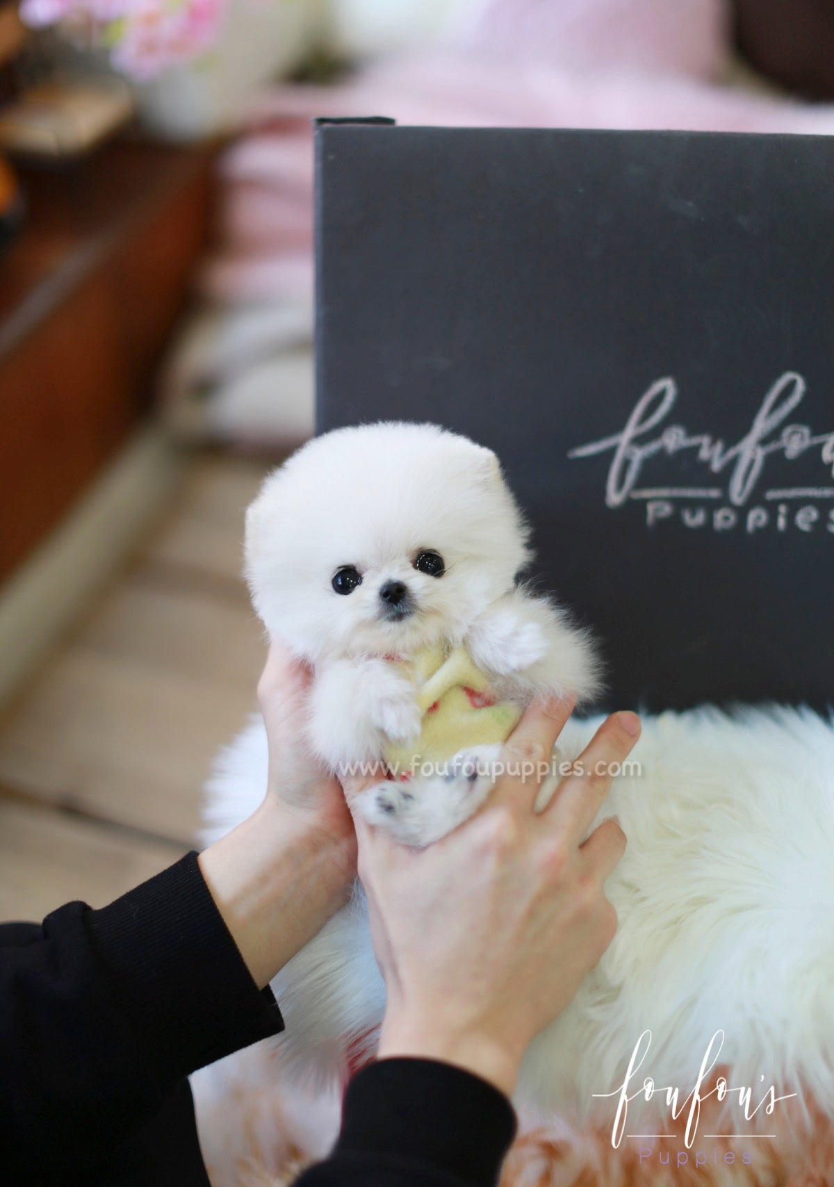 Casper - Pomeranian M.