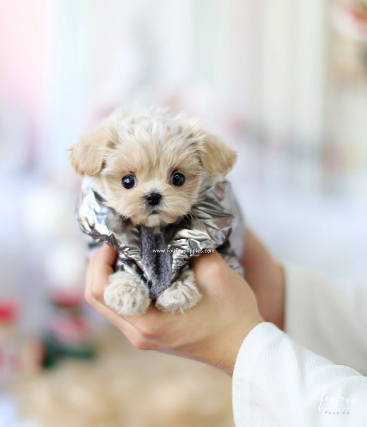 Simba - Maltipoo M.
