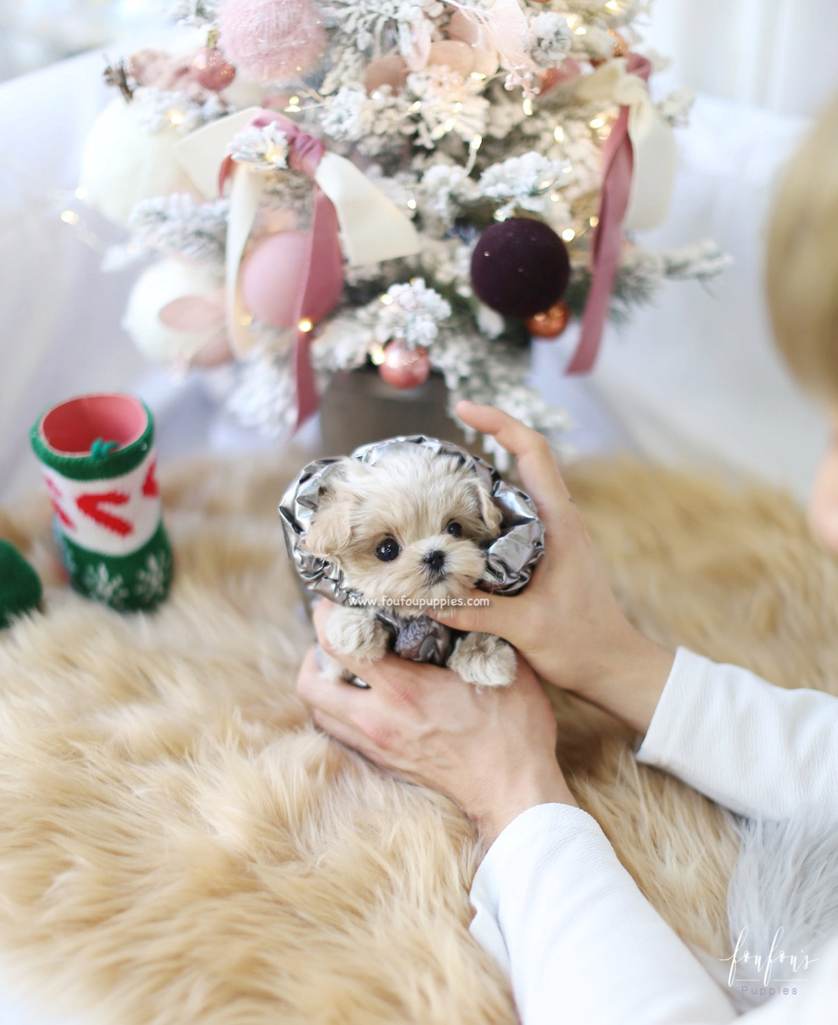 Simba - Maltipoo M.