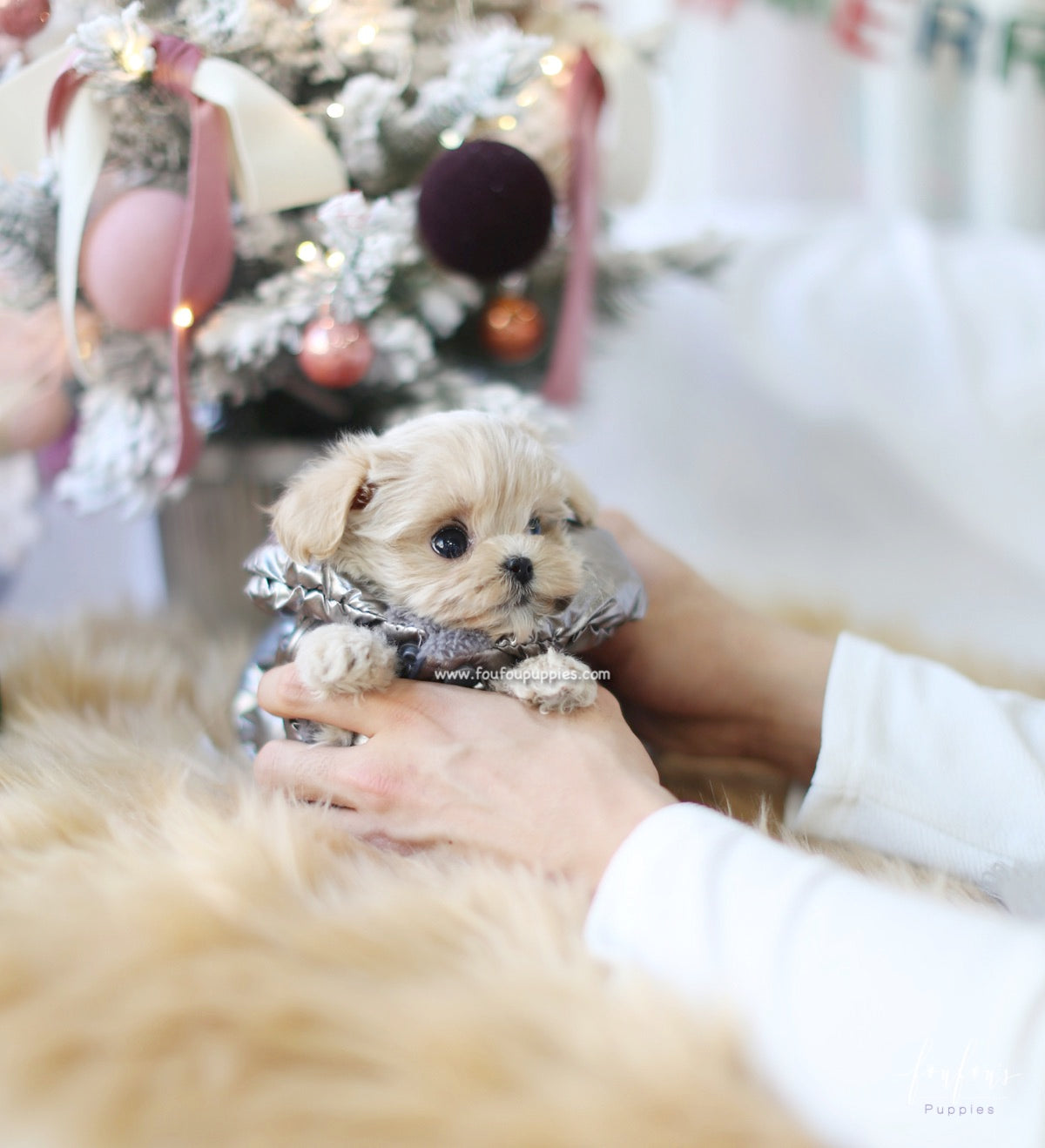 Simba - Maltipoo M.