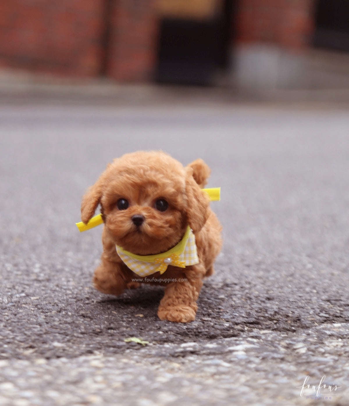 Toby - Poodle M.