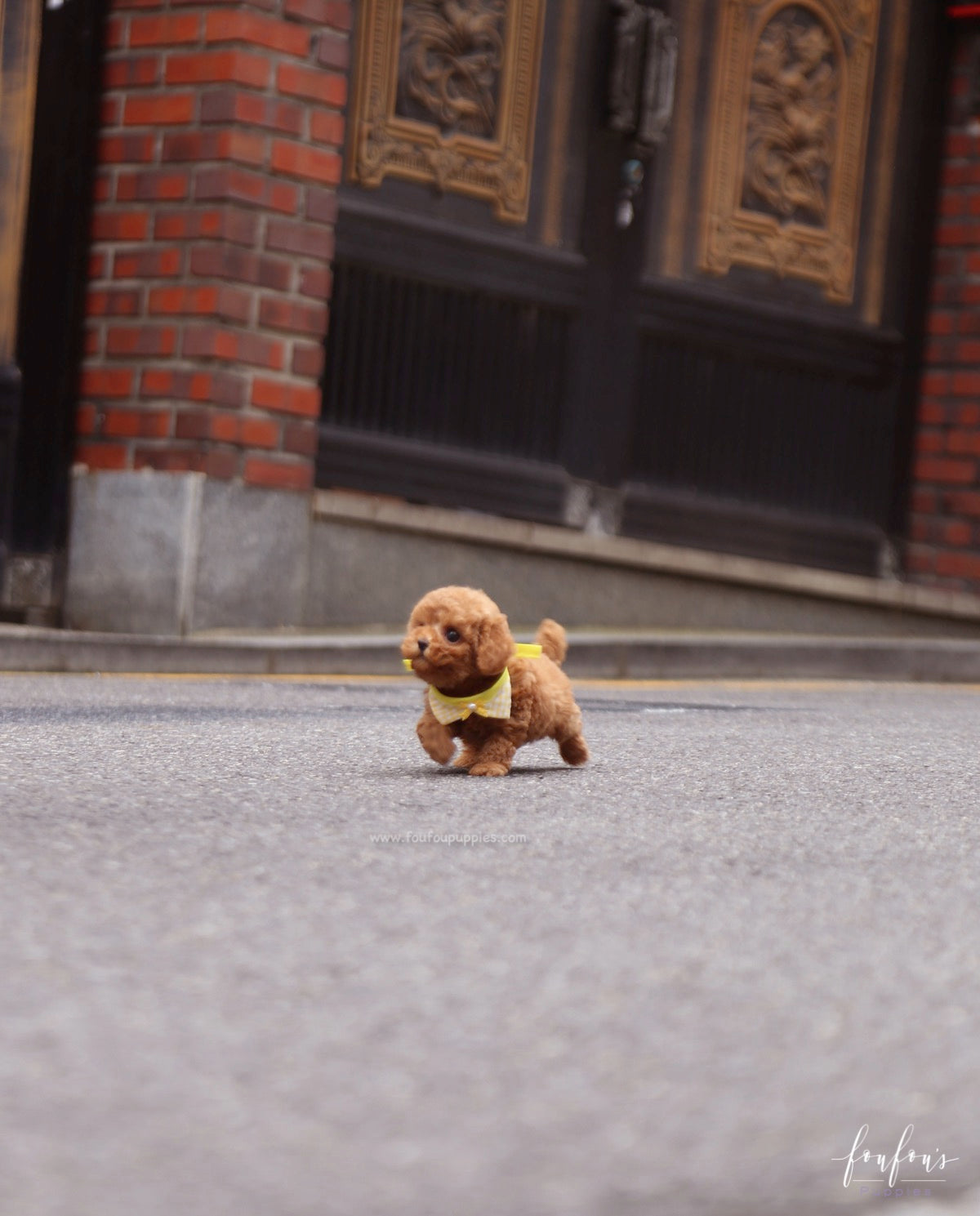 Toby - Poodle M.