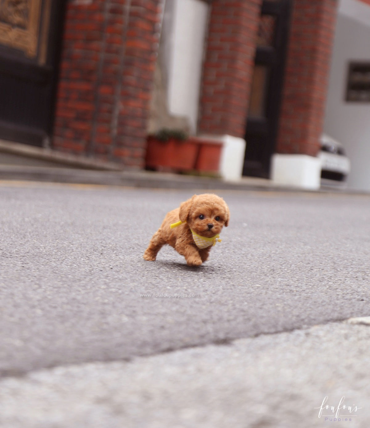 Toby - Poodle M.