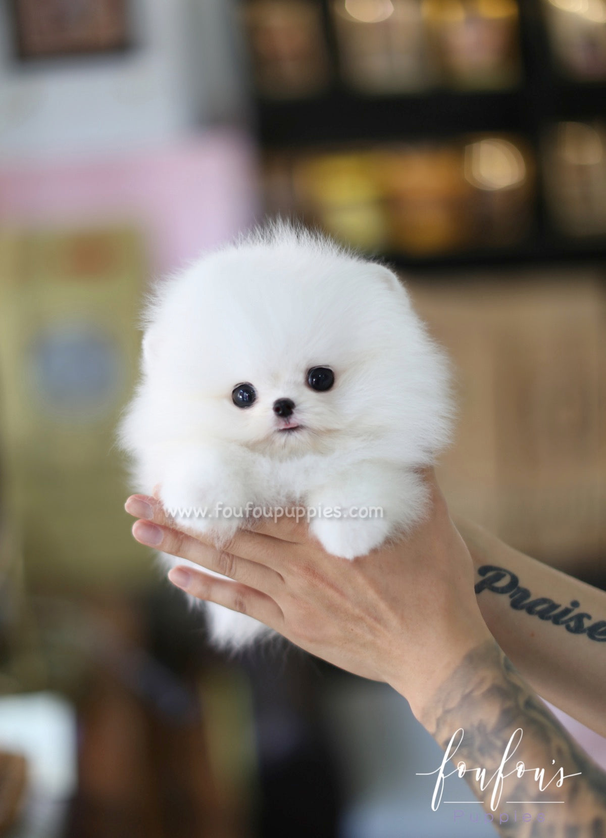 Miloni - Pomeranian M.