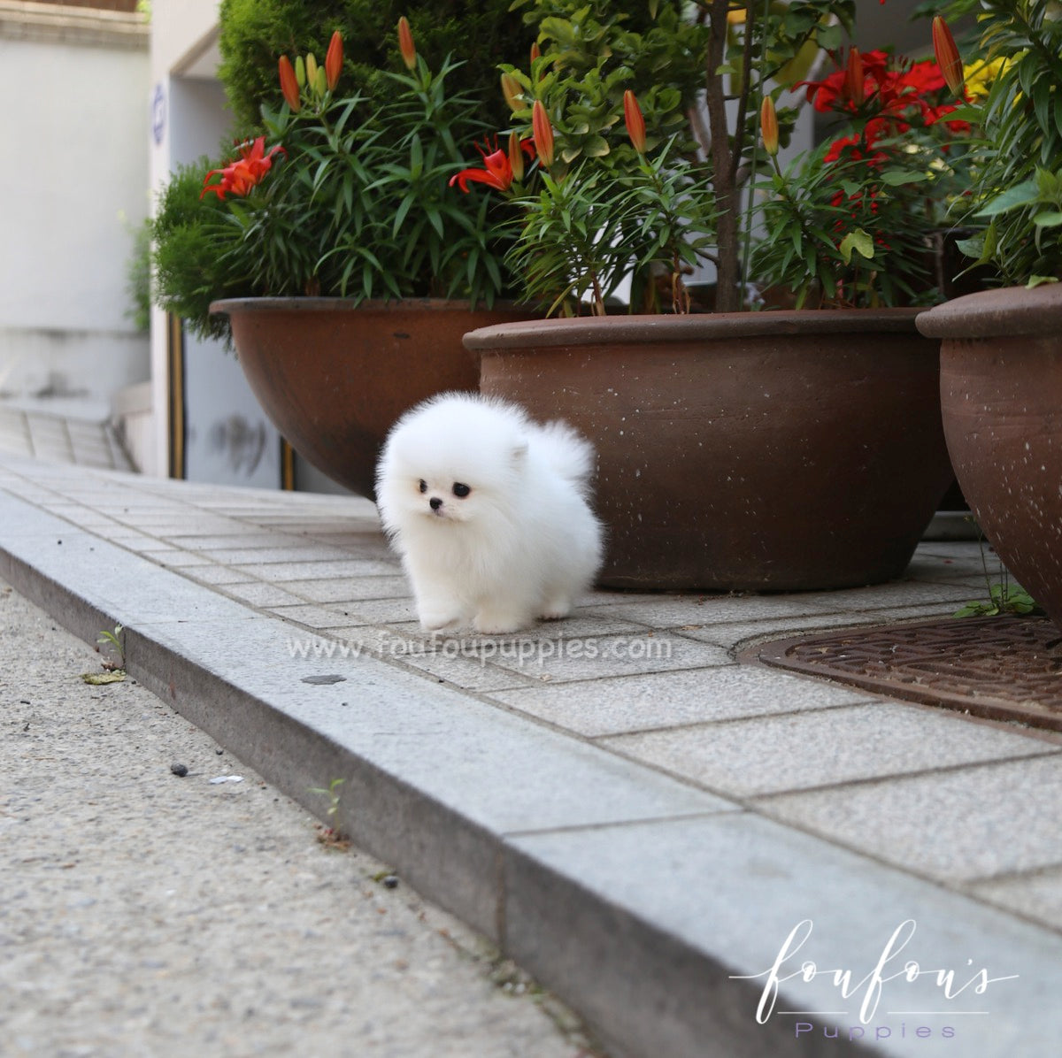 Miloni - Pomeranian M.